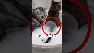 Cat Does WHAT?!? In The Bathroom! | #shorts