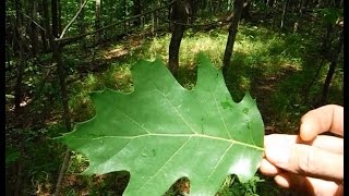 Tree Identification - Northeastern Hardwoods