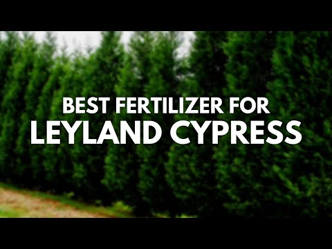 Video: Hur långt från ett staket ska jag plantera Leyland cypress?
