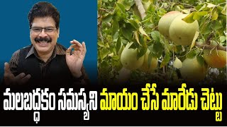 మలబద్ధకం సమస్యని మాయం చేసే మారేడు చెట్టు Health benefits of Bilva(Aegle marmelo).