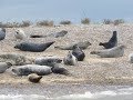 Grey Seal Rookery at Blakeney Point from Morston Quay in North Norfolk