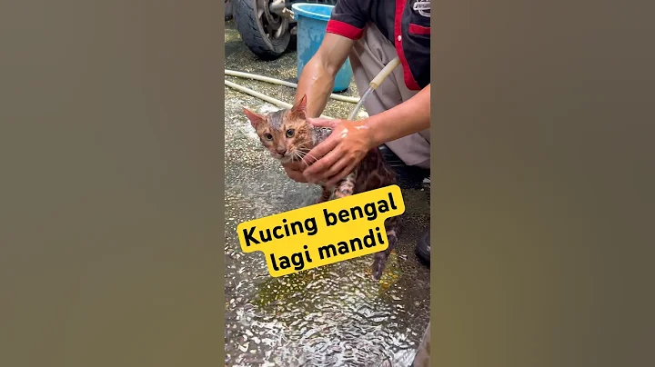 Video 11391821: bengal cat pets animals, bengal pets cats cute, bengal cat cutecat, bengal cats cute funny, cat bath funny pet