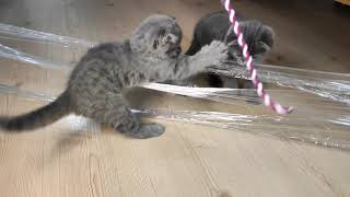 Scottish Fold Twins Become Invisible Wall Monsters (Funny Kitten Video) by Kitten Show 4,540 views 3 years ago 6 minutes, 18 seconds