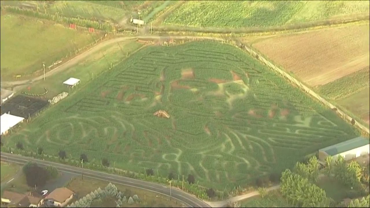 Sauvie Island farm has Damian Lillard corn maze YouTube