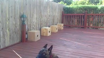 Detection dog training | Precision K9 Work Leander, Tx