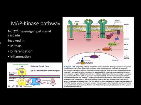 Video: Is mitogeen een groeifactor?