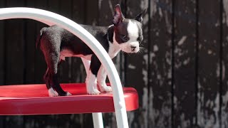 Do Boston Terriers do well in obedience training?