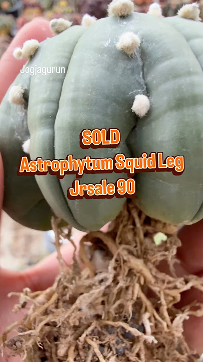 SOLD Astrophytum Squid Leg 😍 #kaktus #astro #sukulen #astrophytumsquidleg