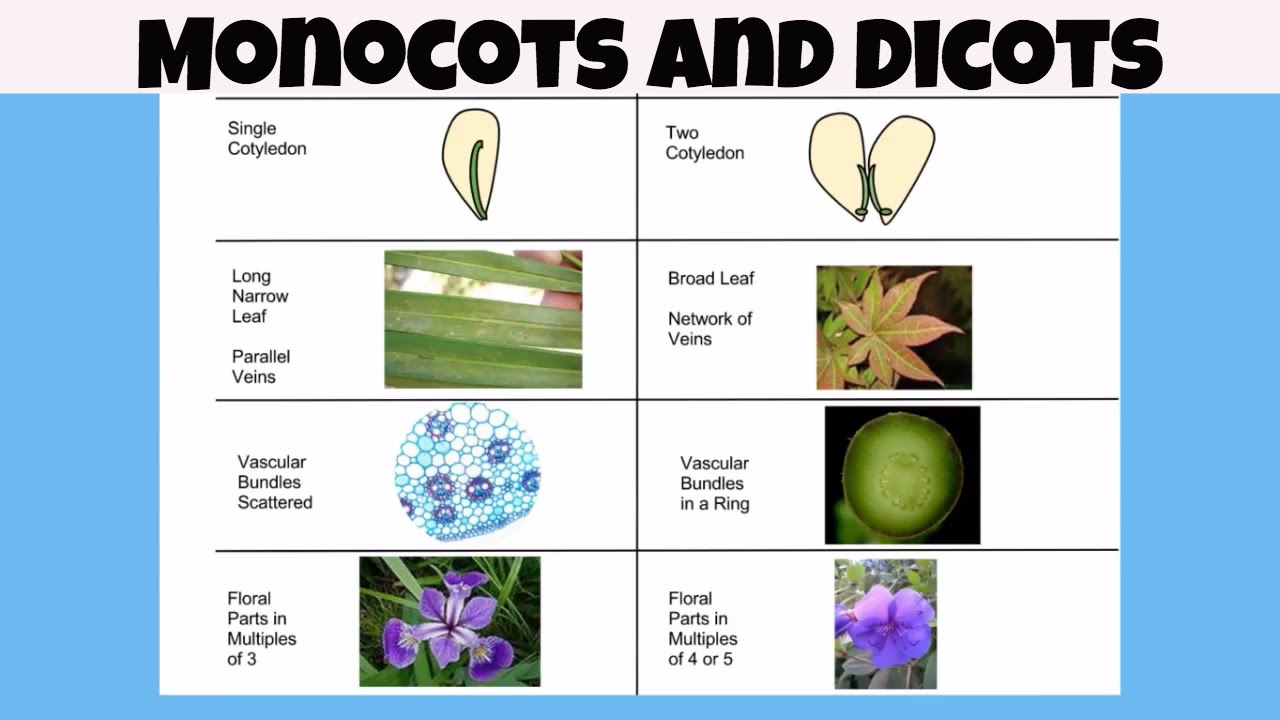 difference-between-monocot-vs-dicot-plants-youtube