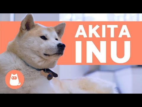 Vídeo: Raça De Cachorro Akita Inu