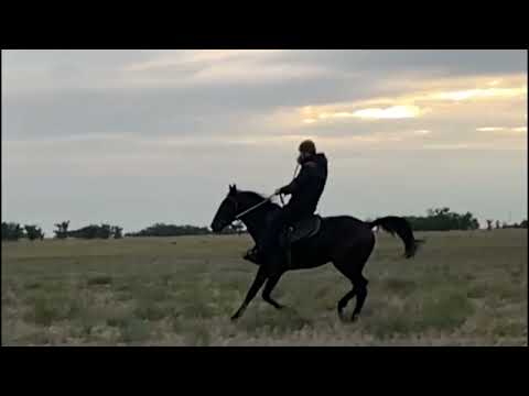 Видео: Могут ли стандартные лошади галопировать?
