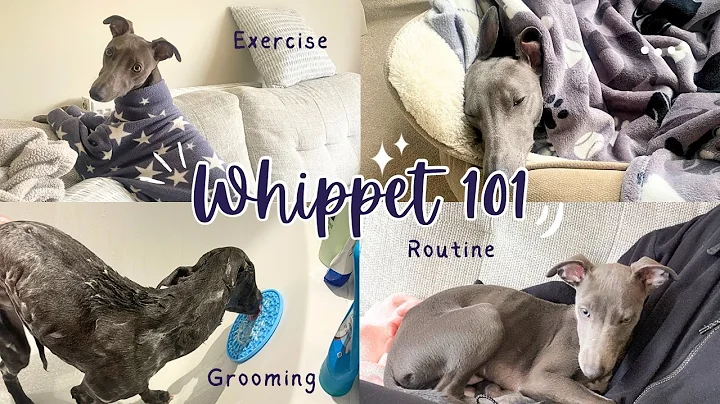 How to Care For A Whippet: Tips for First Time Owners | Chloe Murphy