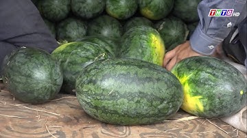 Nông dân huyện Gò Công Tây trúng mùa dưa hấu