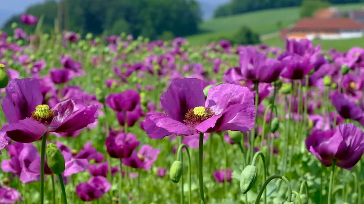 Dreamy purple flower garden