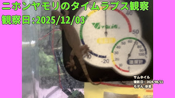 【Memorandum】 2025年12月03日 RPi-Cam-Web-Interfaceを用いたニホンヤモリのTimelapse観察