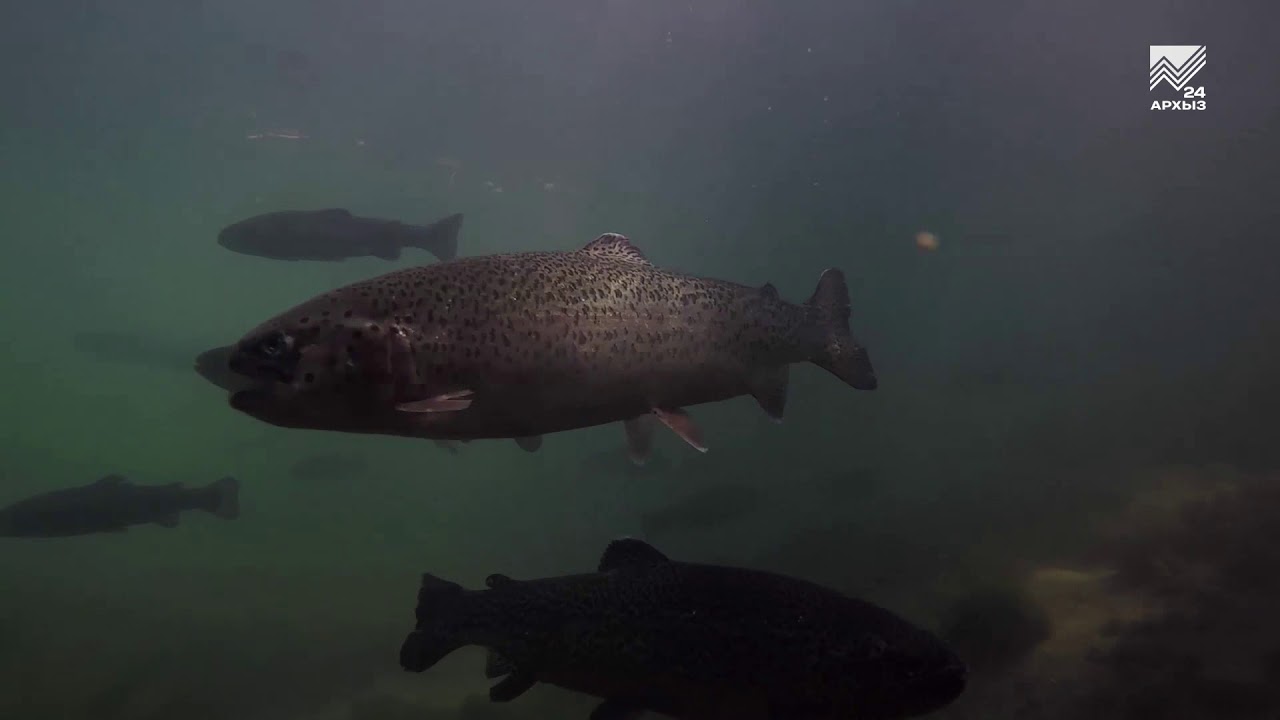 Сельский кластер - Форелевое хозяйство Хамзата Байчорова (18.07.2018)