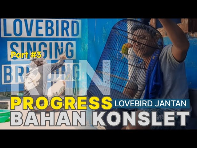 PART 3 PROGRESS BAHAN LOVEBIRD JANTAN KONSLET class=