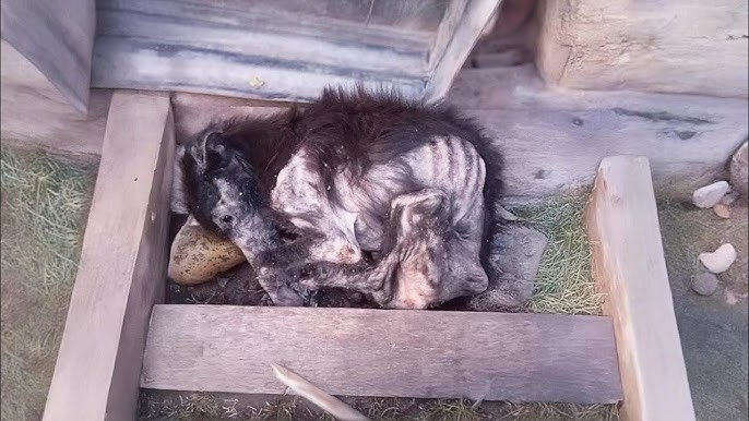 His Little Frame Riddled With 5 Years of Brutality, He Curled Up There Aware he Will Never be Loved