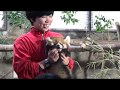 那須どうぶつ王国 レッサーパンダの赤ちゃん(4K)