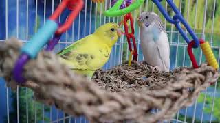 Parakeets chirping and playing on a swing by Birds and Friends 310 views 1 year ago 1 minute, 22 seconds