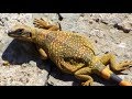 Rattlesnakes and Other Critters of Nevada - A "Mixup98" Video