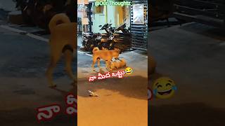 please like, #comedy #funny #Dogs