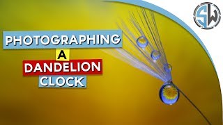 Photographing a dandelion clock