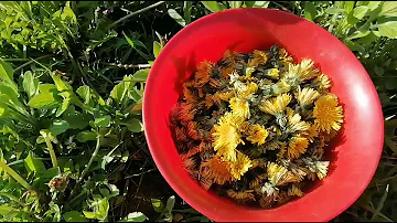 #Одуванчик. Сбор и сушка. 🤲🤗Как я подготавливаю одуванчик, чтобы пить потом из него чай. 😉