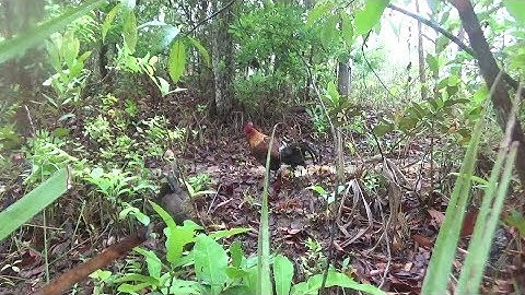 cuab tsis qaib qus lom zem kawg