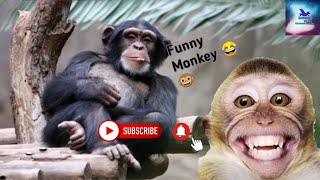 Funny Monkey Videos - A Funny Monkeys Compilation 2021,