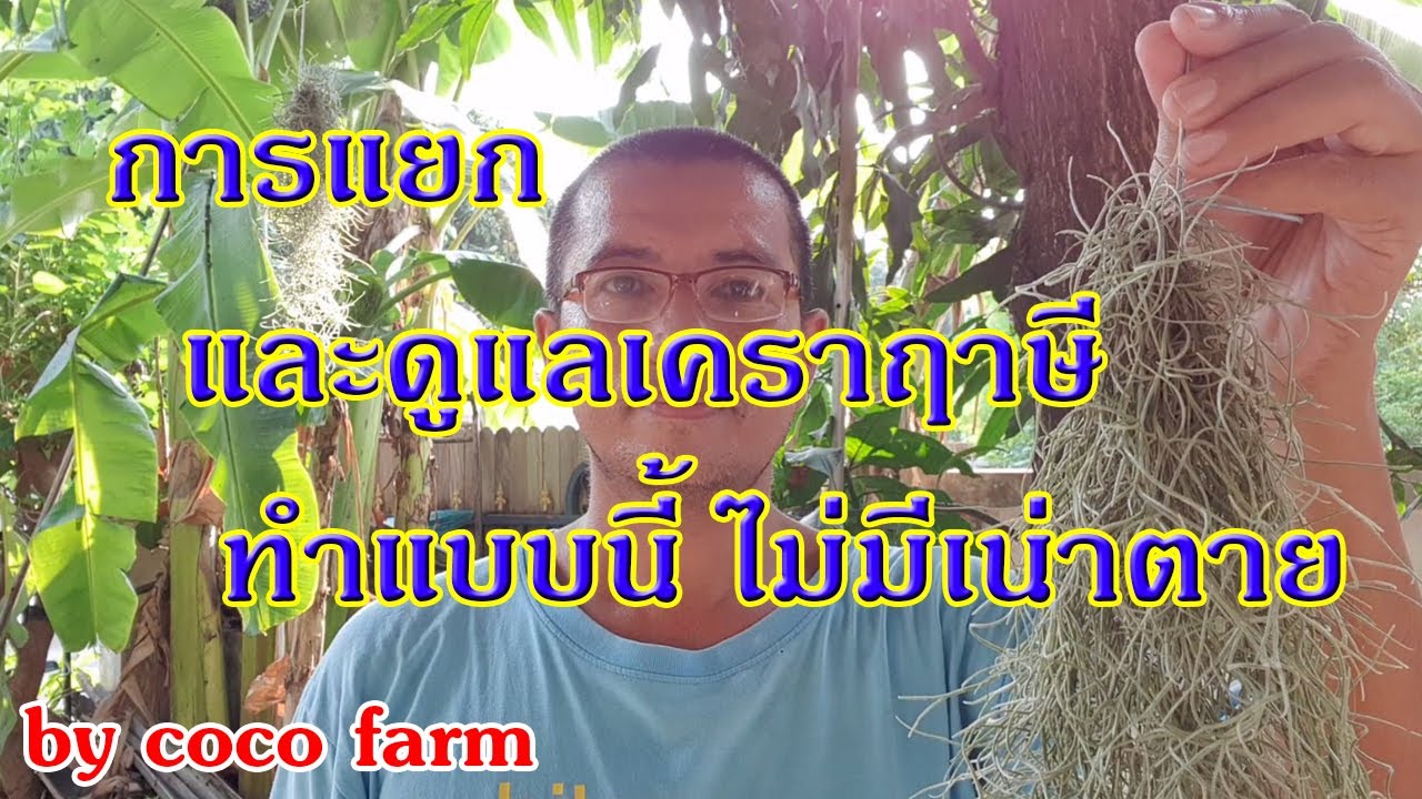 การปลูกและดูแลต้นเคราฤาษี เลี้ยงอย่างไร ไม่ให้เนาตาย 