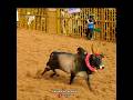 #tamil#jallikattu #shorts #song