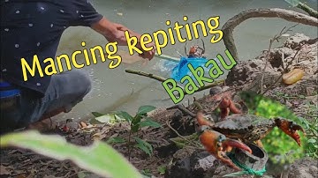 Mancing kepiting bakau - pakai umpan kepala ayam