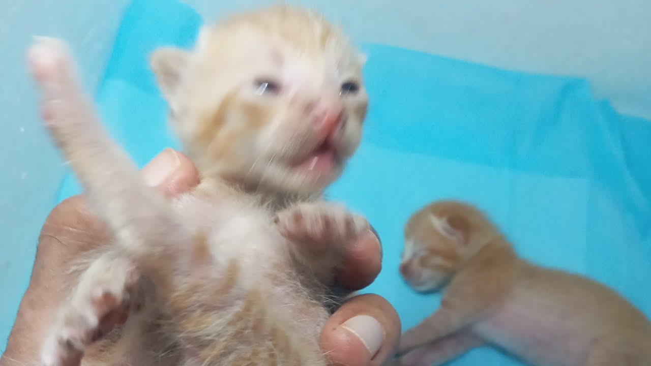 Time Machine Cats !!!! Longest Daily Cat's Story - YouTube