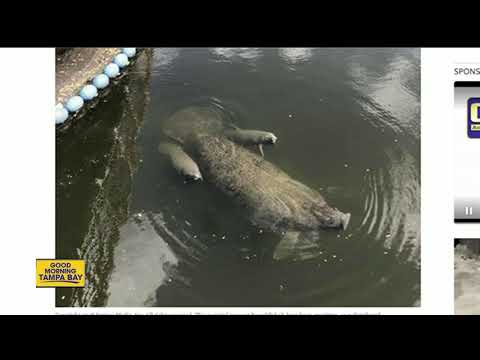 Video: Pet Scoop: Vzácné Manatee dvojčata Spotted na Floridě, Ben Affleck kolébky Golden Puppy