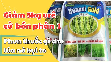 Xịt thuốc gì cho lúa nở bụi, đẻ nhánh khỏe, giảm bớt lượng phân bón urê