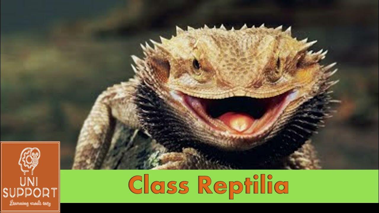 Class Reptilia Characteristics and Classification YouTube