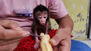 Not wanting bananas, the baby monkey Nomi makes a sweet call asking for milk