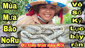 170.🐍Vợ Chồng Út Thăm Bẫy Rắn Mùa Mưa Bão NoRu Đạt Kỷ Lục Liên Tục||Út Lãng Tử 2