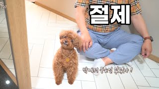 The dog I want to hug... Hold it in for 5 minutes without hugging after work. hahaha~