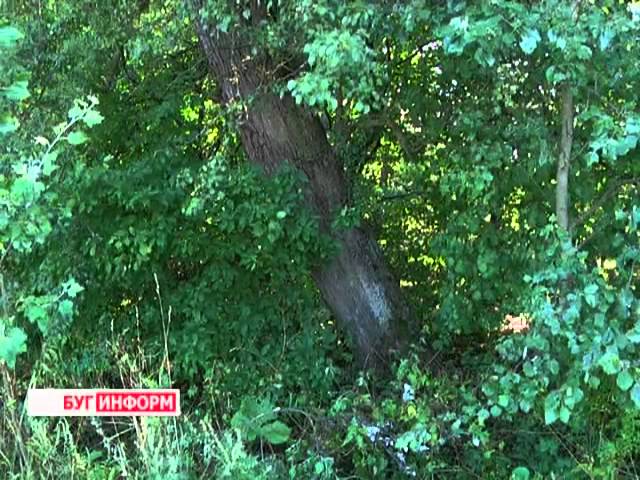 2013-07-31 г. Брест Телекомпания "Буг-ТВ".Столетняя груша в Брестском районе д. Ходосы.