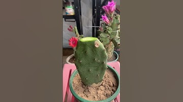 Tuyệt vời với cách ghép cây thành công #grafting