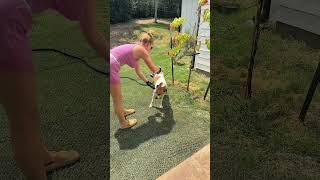 Full bath time for my 4 dogs 🧼🐶🤍🐾