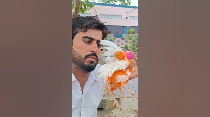 Watch the video about Beautiful attractive chicks#babychicks #funny #cute #babychiks 🍑🍓🤣🤣🤣😭 #ytshorts