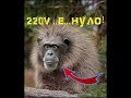 ЛУЧШИЕ ПРИКОЛЫ С ЖИВОТНЫМИ 😂EPIC FAILS #5 🔥