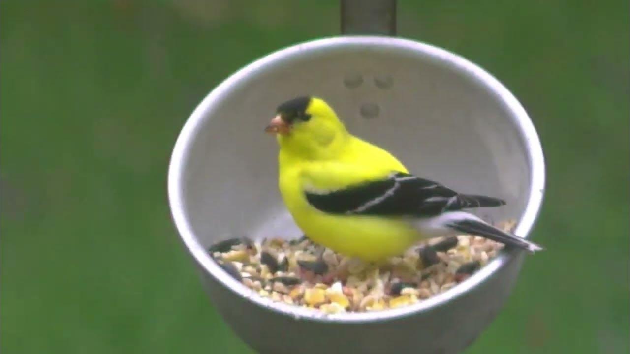 Lake BellaireThis goldfinch certainly enjoys the ladle in the yard5/5/23 YouTube