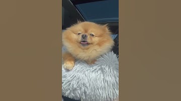 My dog loves to fake yawn. #shorts #funny #sleepy