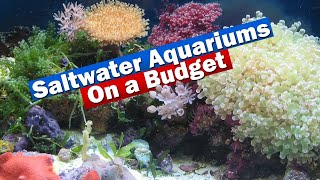 Saltwater Aquarium Reef tanks on a budget