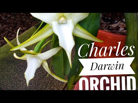 The Star Orchid, or Angraecum sesquipedale (Charles Darwin orchid)