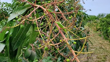 The mango loa project: open tatura trellis mango 30 month in the ground before pruning